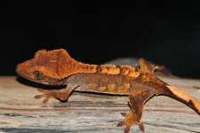 IMG_2074.jpg