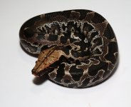 BG-15-1-4+male.jpg