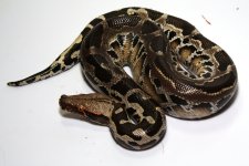 BG-15-2-5+female.jpg