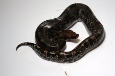 bg-15-1-11+female.jpg