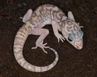 hypo.elegans.female.11.16.jpg