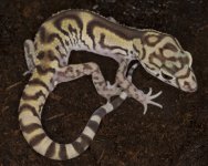 elegans.1.jpg