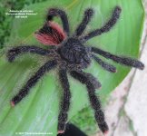 A.urticans_sa.jpg