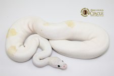 14SuperFirePossPastel-and-PinstripeM1-776g.jpg