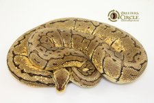 14LemonblastF1-1400g.jpg