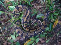 78-2013 Yellowbelly female #1 900 gm $300.00.jpg