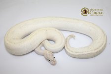 14PumaM1-995g.jpg