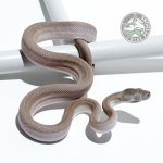 Axanthic Super Zebra 16216.jpg