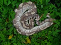 79-Proven breeder Lesser Platinum male #27 1200 gm $160.00.jpg
