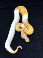 1.0 CG PIED2a.jpg
