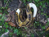 110-2014 Pied female #2 300 gm $460.00.jpg