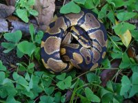 83-2016 Normal male #4 80 gm $30.00.jpg