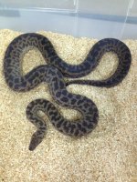 spotted pythons.jpeg
