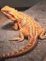 copper stripe 2.jpg