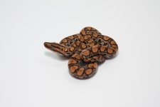 BSxC 16-54 M.jpg
