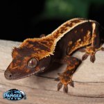crested-gecko-Fs2T.jpg