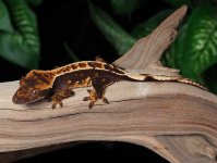 crested-gecko-Fs2b.jpg