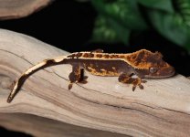 crested-gecko-Fs2c.jpg