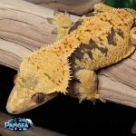 crested-gecko-Fs1T.jpg