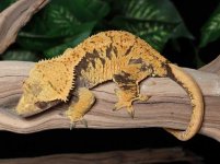 crested-gecko-Fs1b.jpg
