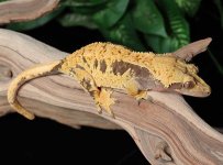 crested-gecko-Fs1c.jpg