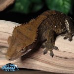 crested-gecko-Ap99T.jpg