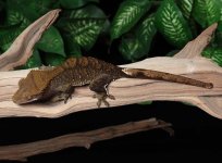 crested-gecko-Ap99b.jpg
