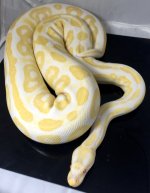 BlackPastelAlbino.jpg