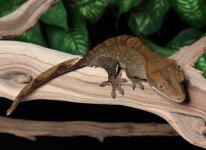 crested-gecko-Ap99c.jpg