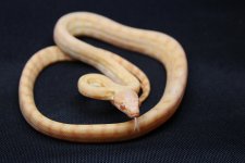 carpet3.jpg