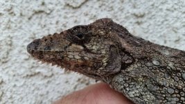 cuban false chameleon.jpg