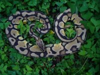 57-2013 Pastel het Genetic stripe female #1 900 gm $150.00.jpg