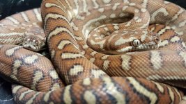 bredli close up.jpg