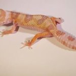 snow tremper jungle.jpg