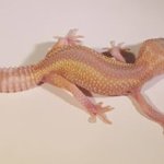 tremper snow stripe.jpg