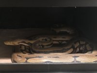 IMG_0080.jpg