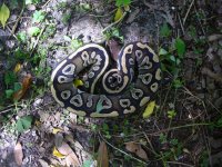86-2014 Mojave female #1 300 gm $105.00.jpg