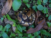 88-2016 unnamed dark dominant male #1 from bloodline #3 70 gm $30.00.jpg