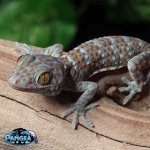 Tokay-Gecko-for-sale-CBT8T.jpg