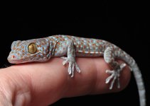 captive-bred-tokay-gecko-1.jpg