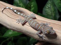 Tokay-Gecko-for-sale-CBT8a.jpg