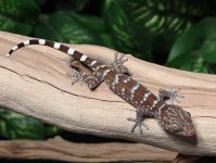 Tokay-Gecko-CBT9c.jpg