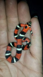 Lystrophis 2.jpg