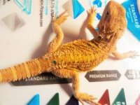 thumbnail_IMG_20161115_171608507.jpg