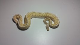 Banana Pewter.jpg