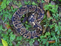 59-2014 Yellowbelly female #2 from unnamed dark dominant bloodline #1 600 gm $250.00.jpg