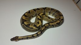 Enchi.jpg