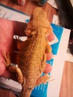 thumbnail_IMG_20161115_171720798.jpg