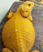 Just a little more to shed but so gravid.jpg