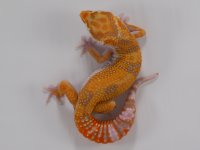 JS-LABphRdr-M-08.24.16-1.jpg